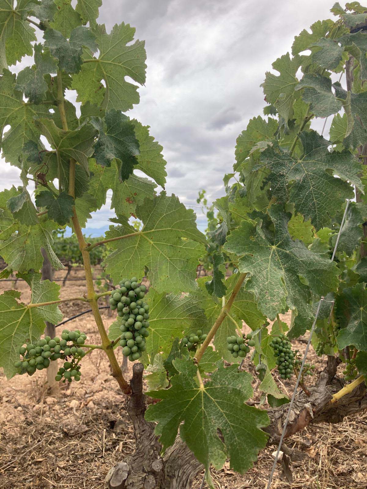 Local Algarve vineyard rows for tasting experience
